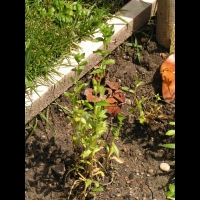 Carthame des teinturiers, Safran des teinturiers, Carthamus tinctorius L., Safran batard (2)